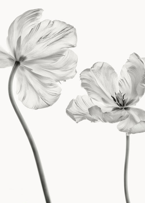 Botanisk poster: tulpaner i svartvitt