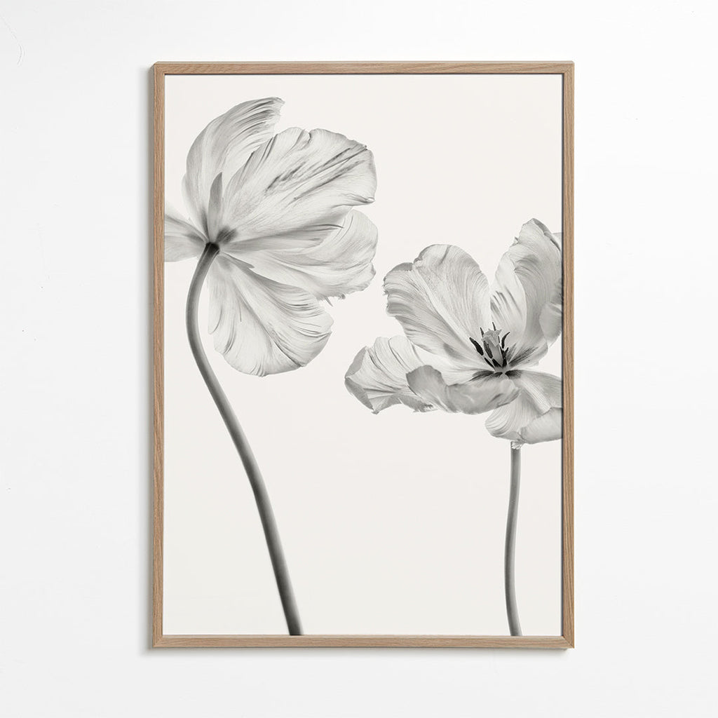 Botanisk poster: tulpaner i svartvitt
