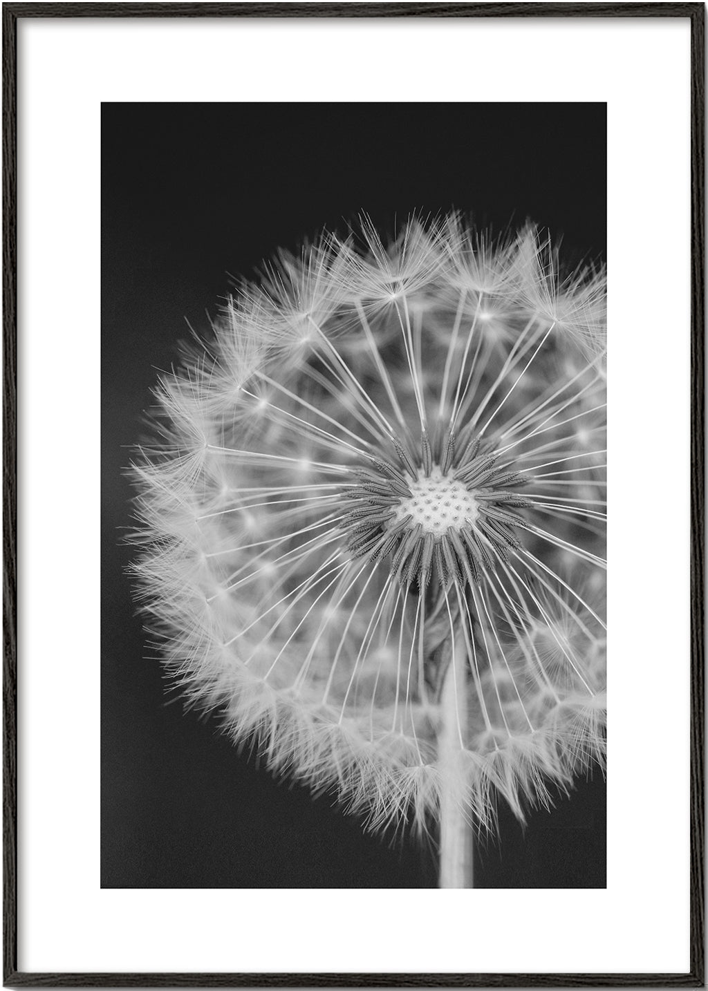 Botaniskt poster maskros närbild
