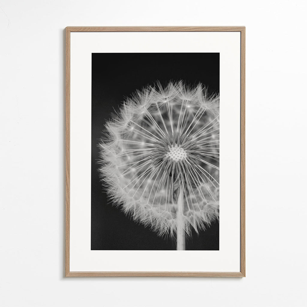 Botaniskt poster maskros närbild