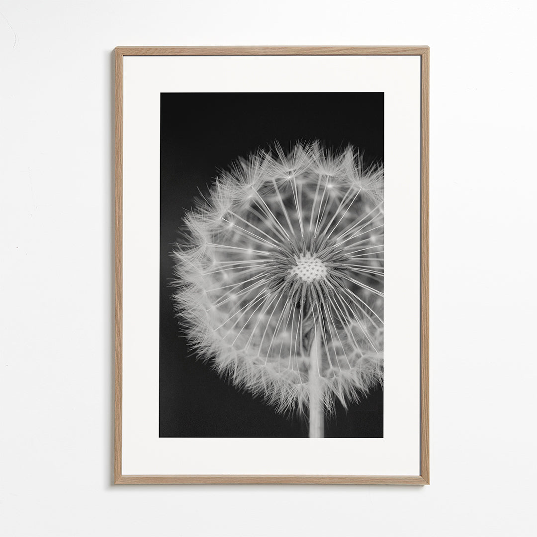 Botaniskt poster maskros närbild