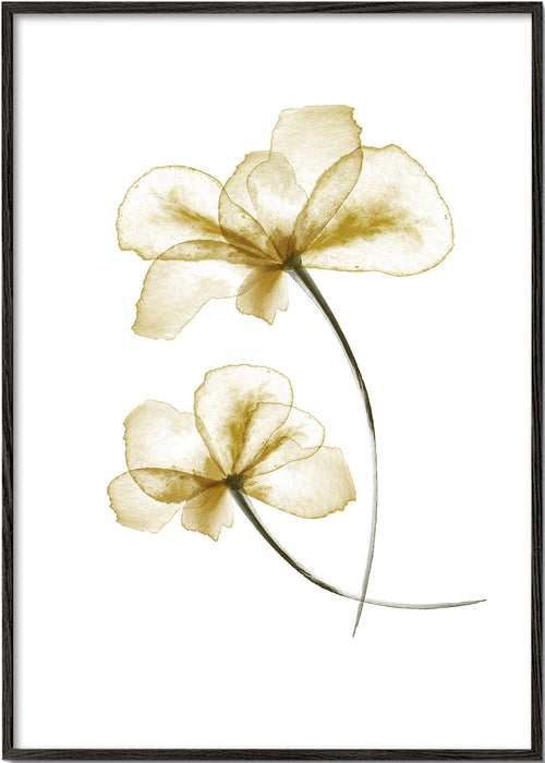 Botanisk poster med pressade gyllene blommor