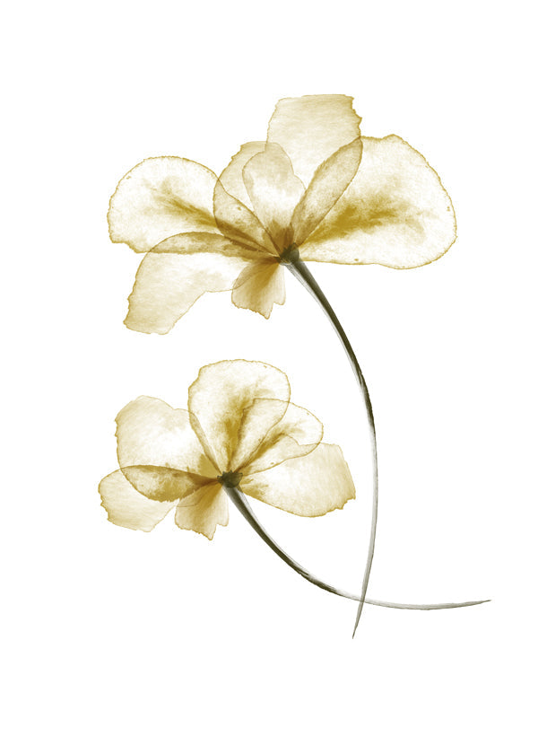 Botanisk poster med pressade gyllene blommor