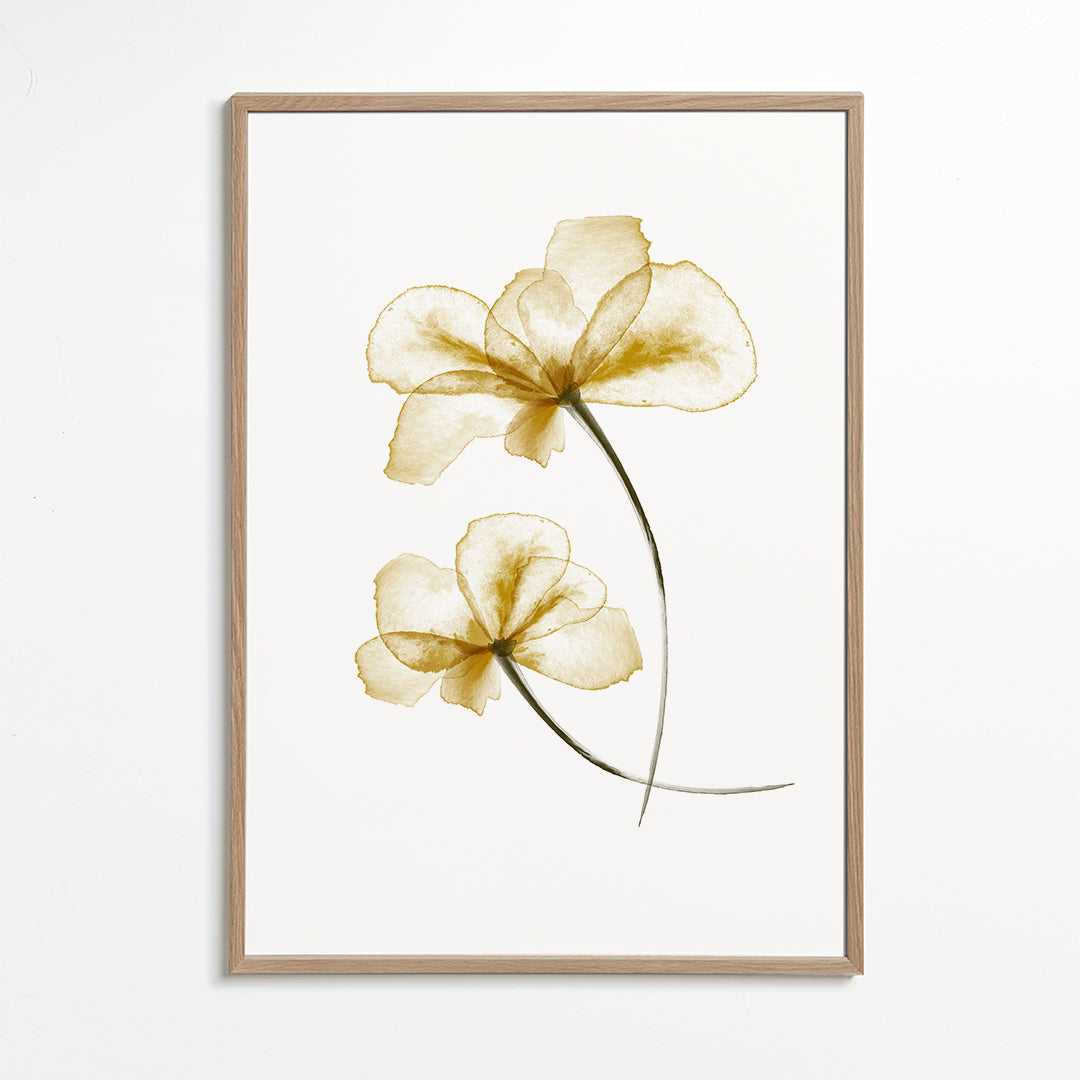Botanisk poster med pressade gyllene blommor