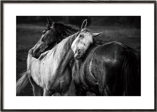 Hästfotografi i intim gest