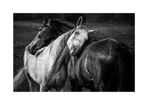 Hästfotografi i intim gest