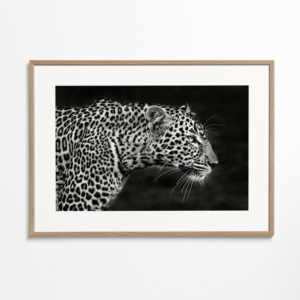 Leopard Close Up