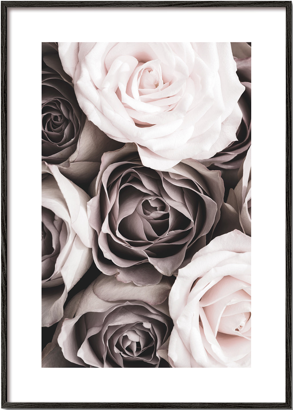 Botanisk poster bleka rosor närbild