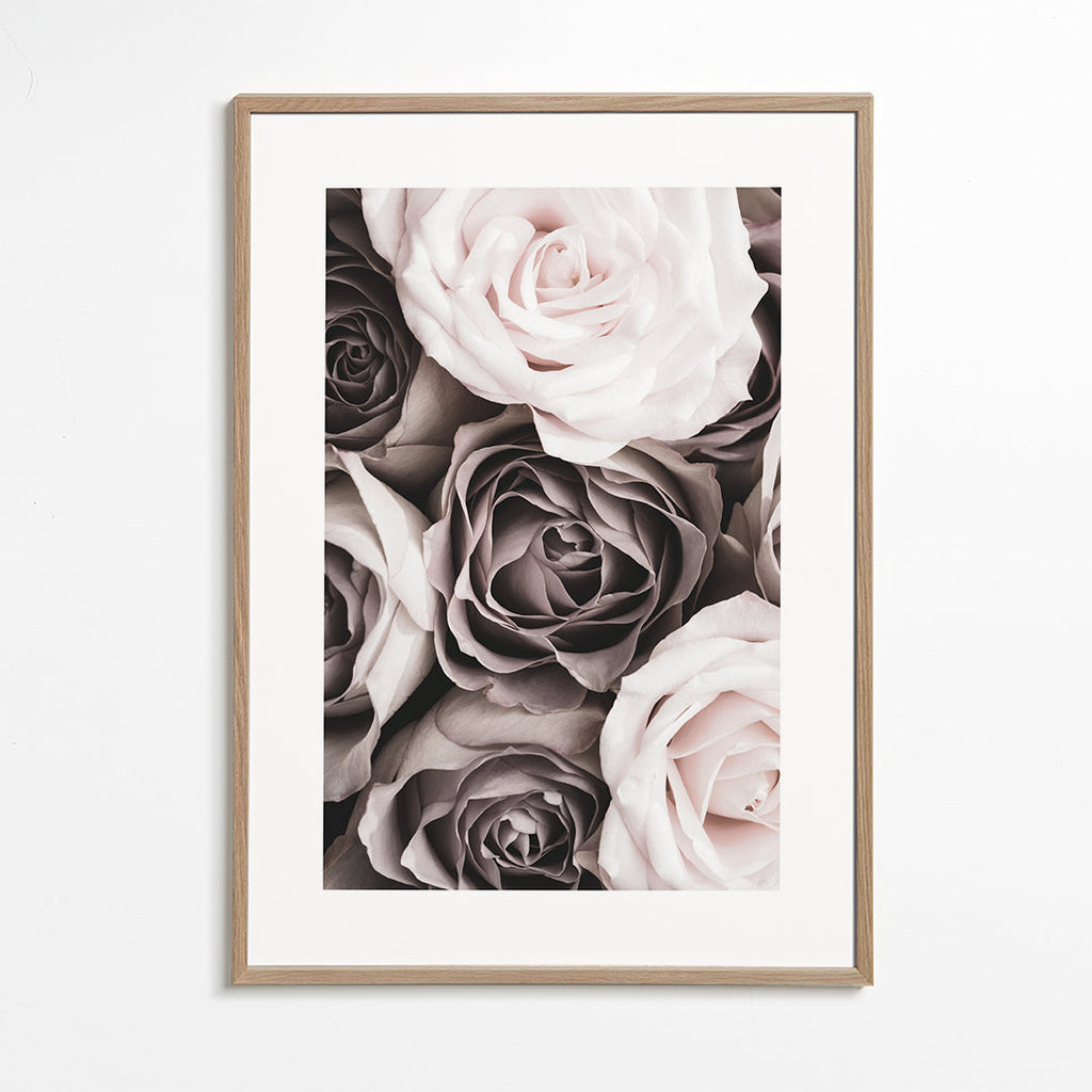 Botanisk poster bleka rosor närbild