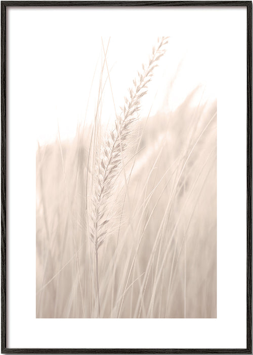 Botanisk poster: ax i mjuka toner