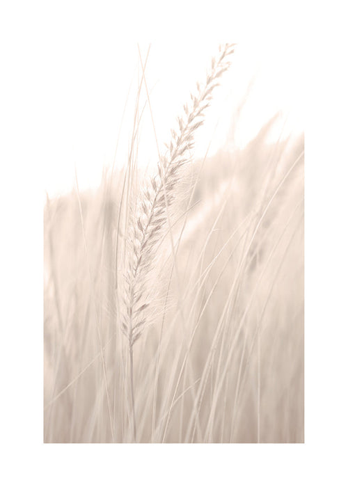 Botanisk poster: ax i mjuka toner