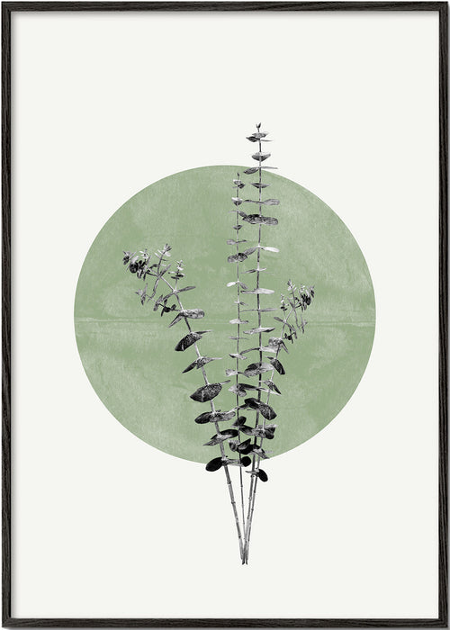 Botanisk poster: eukalyptus med grön cirkel