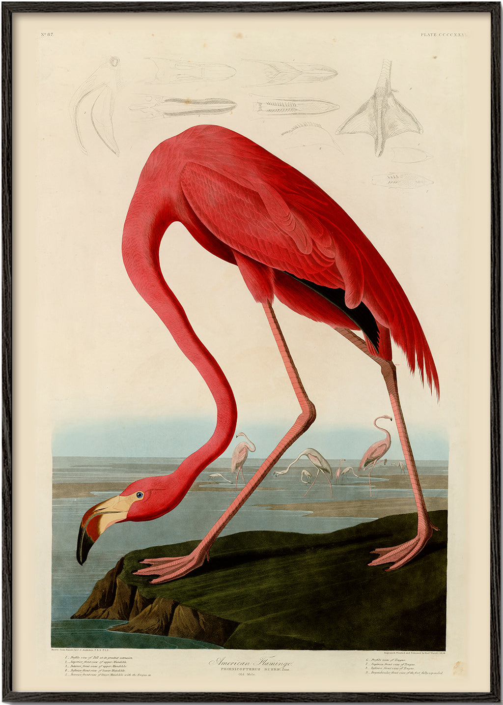 Konstflamingo i Audubon-stil
