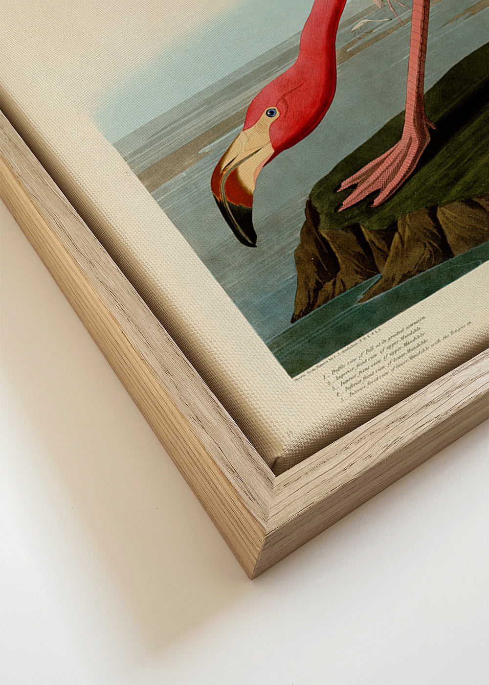 Konstflamingo i Audubon-stil