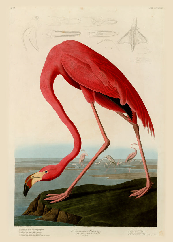 Konstflamingo i Audubon-stil