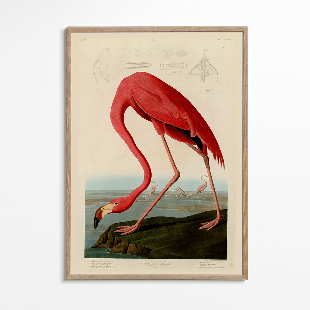 Konstflamingo i Audubon-stil