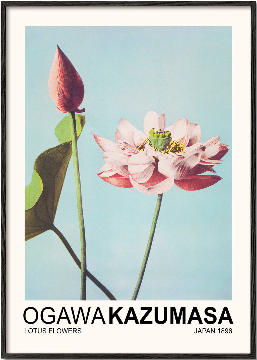 Botanisk poster: rosa lotus mot blå himmel