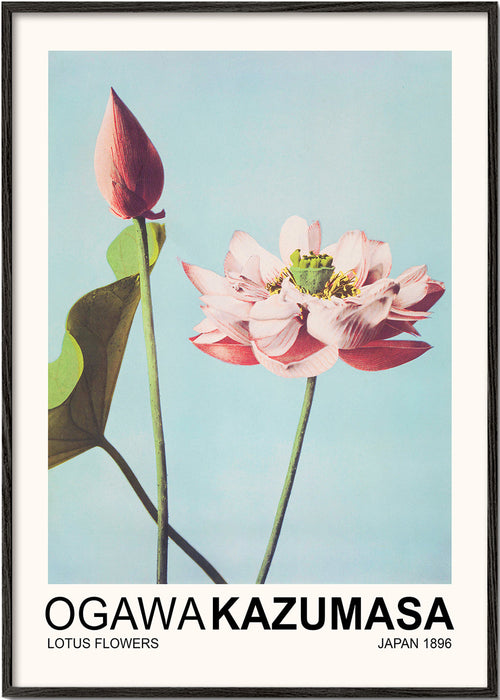 Botanisk poster: rosa lotus mot blå himmel