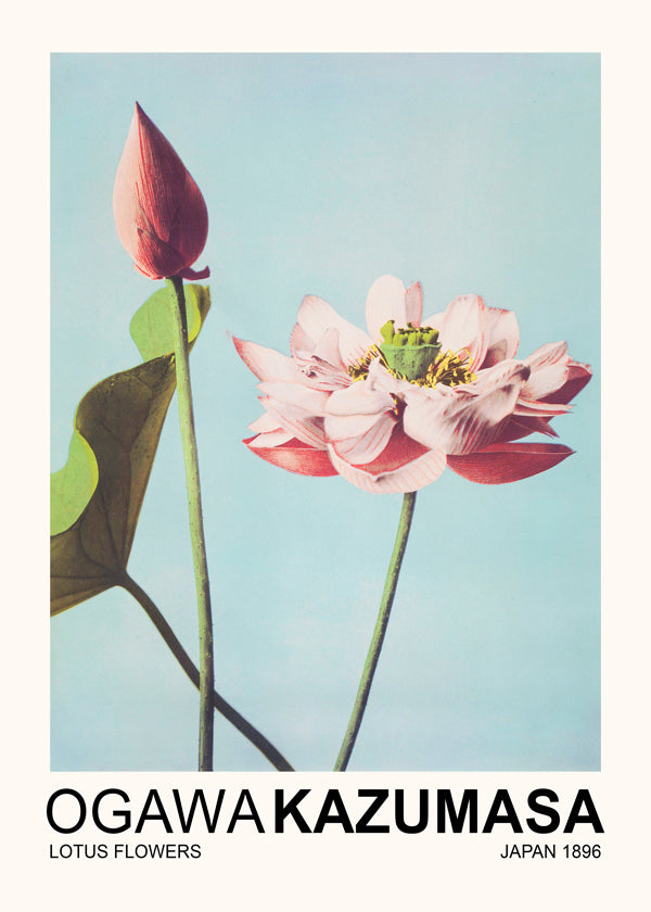 Botanisk poster: rosa lotus mot blå himmel