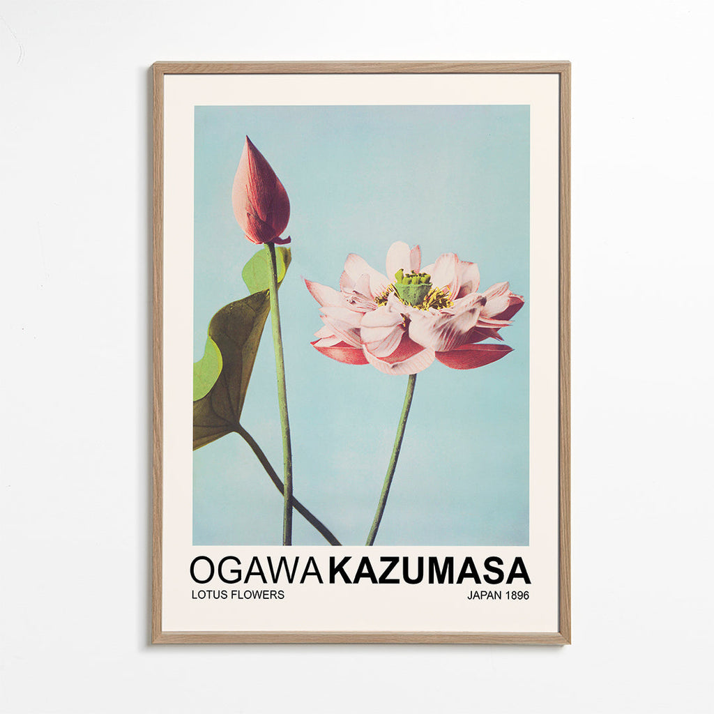 Botanisk poster: rosa lotus mot blå himmel