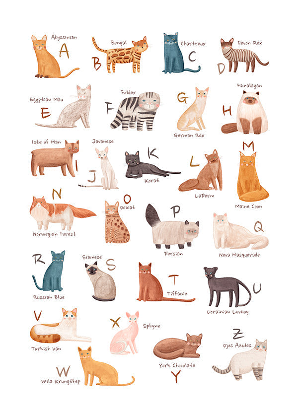 Barnposter: illustrerat kattalfabet