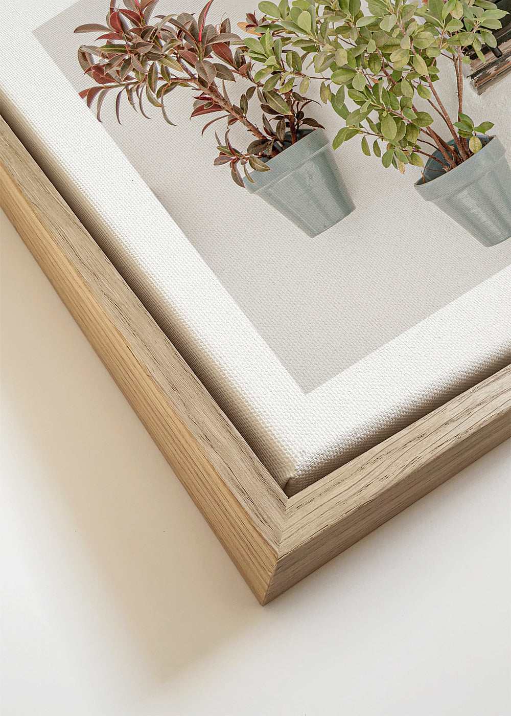 Botanisk poster: krukväxter vid fönstret