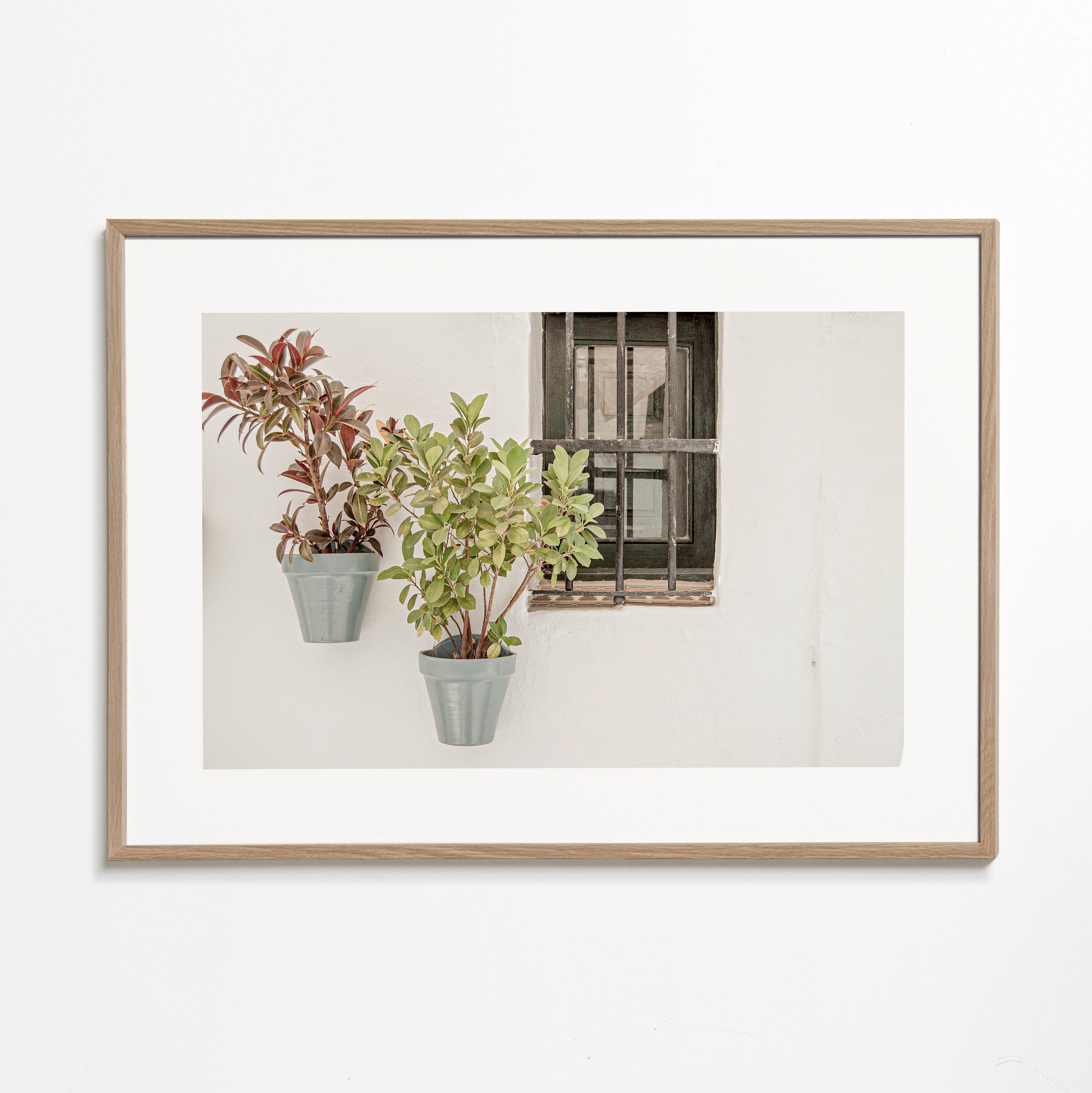 Botanisk poster: krukväxter vid fönstret