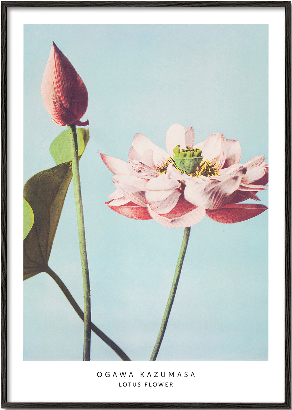 Botanisk poster lotusblomma mot blå bakgrund
