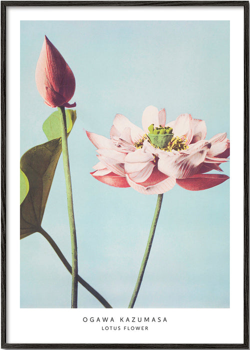 Botanisk poster lotusblomma mot blå bakgrund