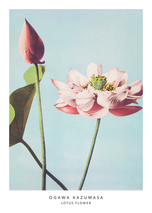 Botanisk poster lotusblomma mot blå bakgrund