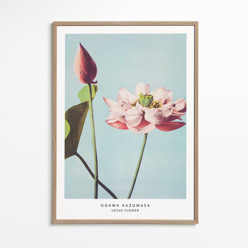 Botanisk poster lotusblomma mot blå bakgrund