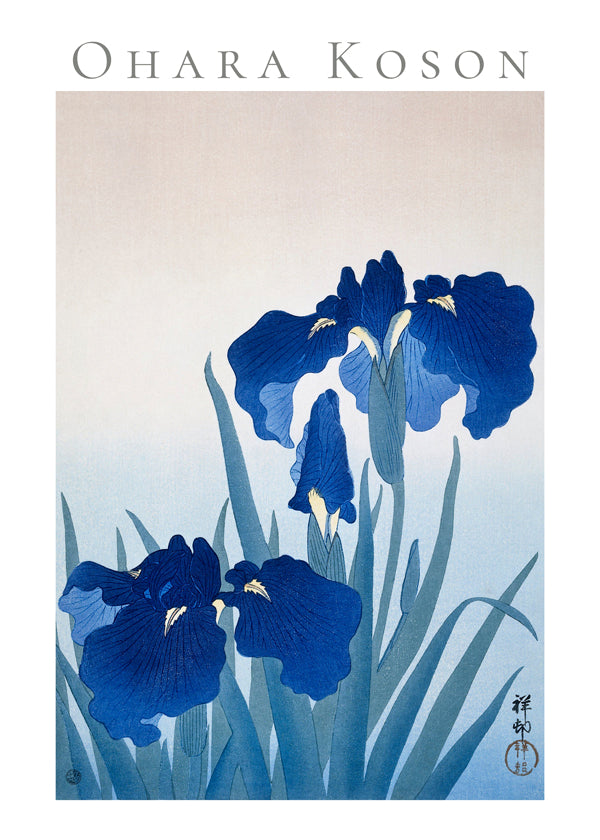 Botanisk poster blå iris
