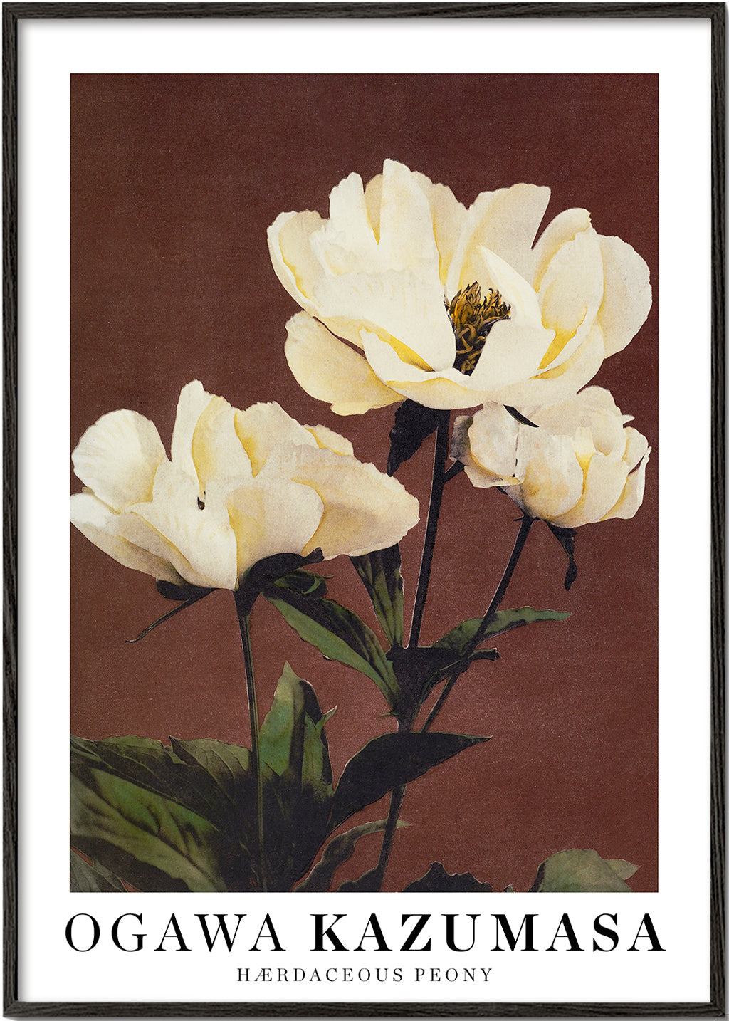 Botanisk poster vit pion