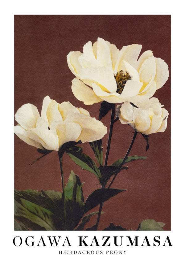 Botanisk poster vit pion