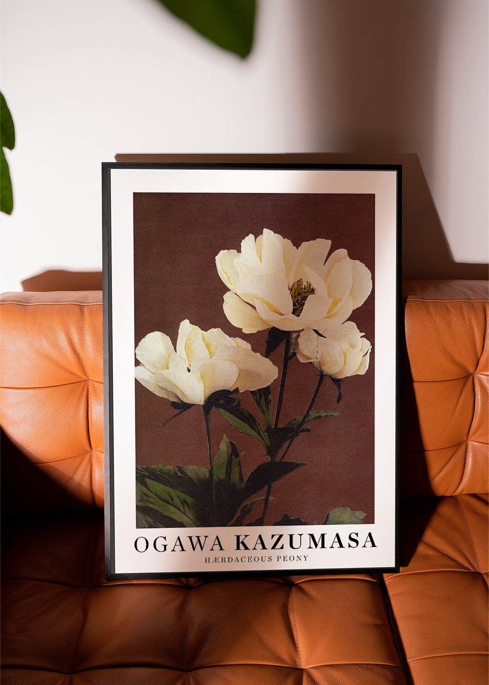 Botanisk poster vit pion