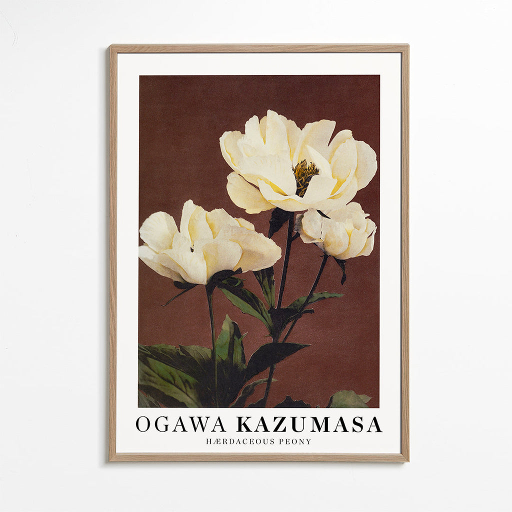 Botanisk poster vit pion