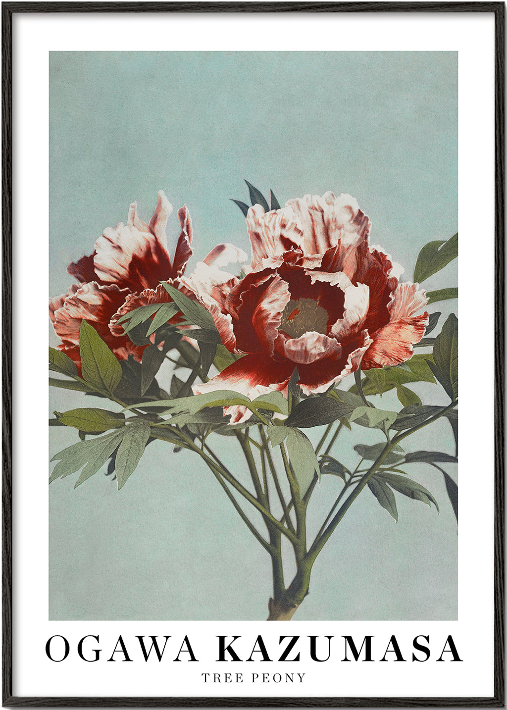 Botanisk poster Röd pion på akvamarin