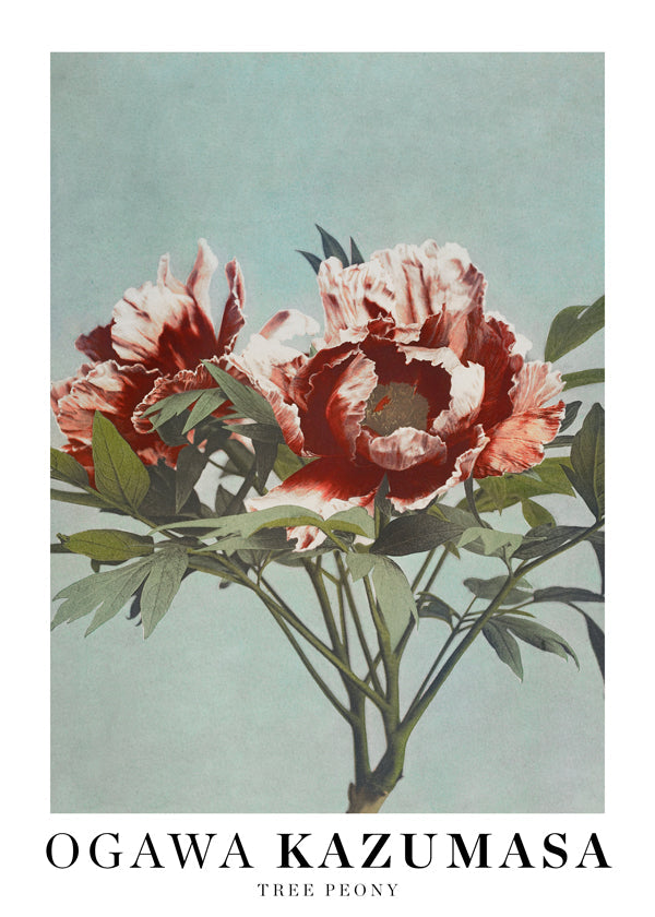 Botanisk poster Röd pion på akvamarin