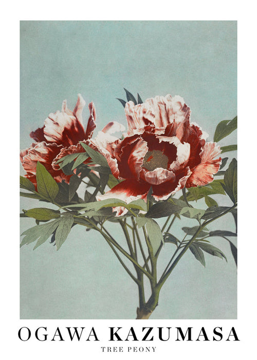 Botanisk poster Röd pion på akvamarin