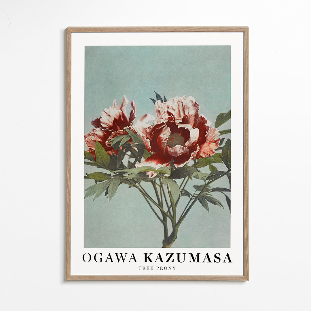 Botanisk poster Röd pion på akvamarin