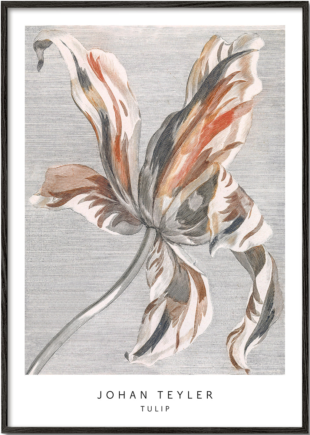 Botanisk poster: tulpan skiss