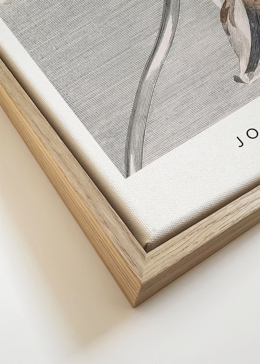 Botanisk poster: tulpan skiss