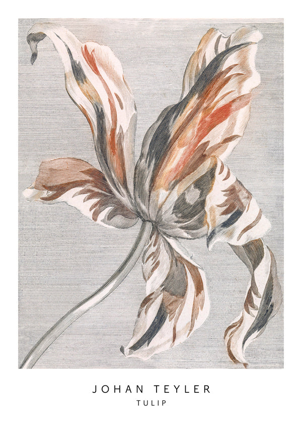 Botanisk poster: tulpan skiss
