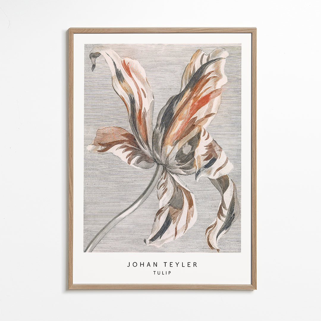 Botanisk poster: tulpan skiss
