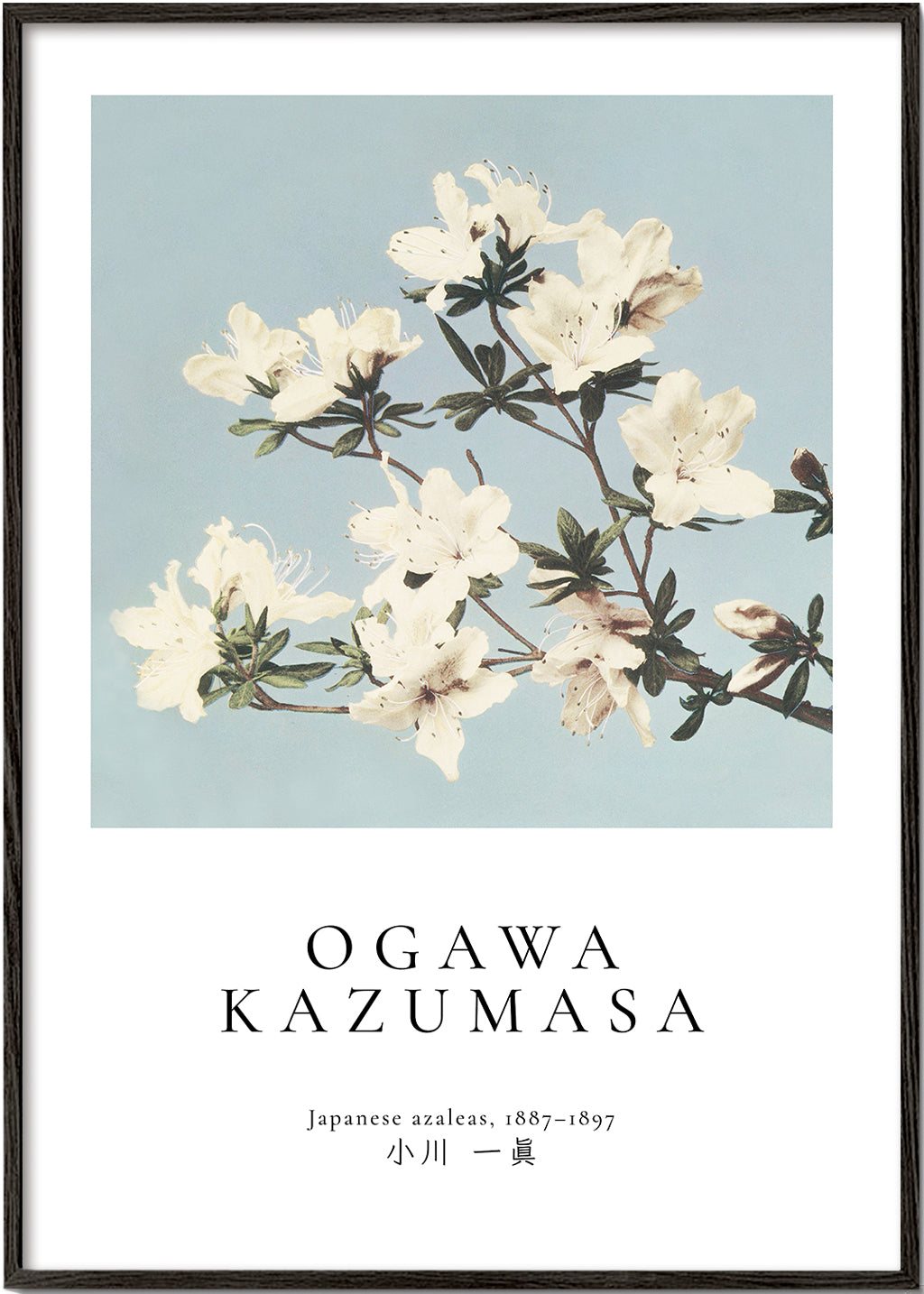 Botanisk poster: japanska azaleor på blått