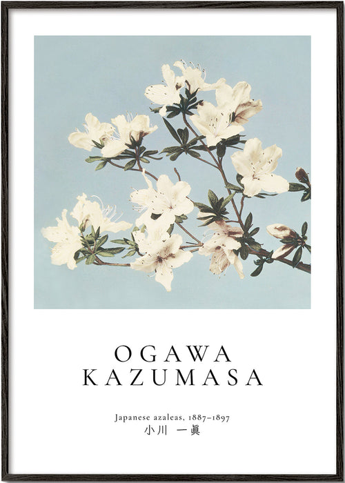 Botanisk poster: japanska azaleor på blått