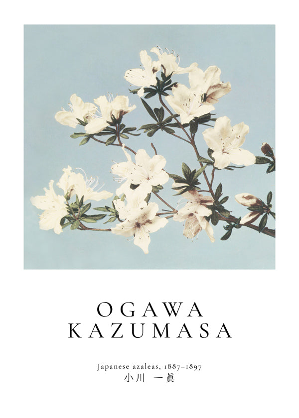 Botanisk poster: japanska azaleor på blått