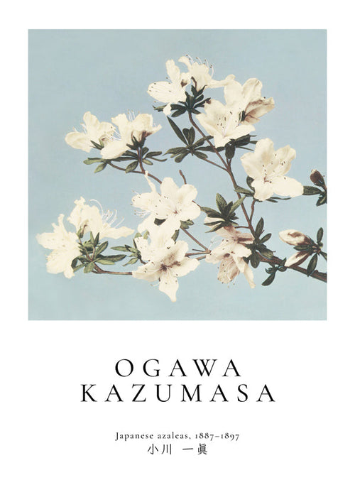 Botanisk poster: japanska azaleor på blått