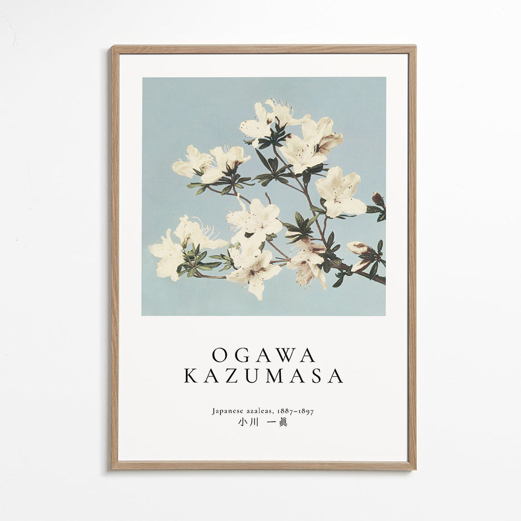 Botanisk poster: japanska azaleor på blått