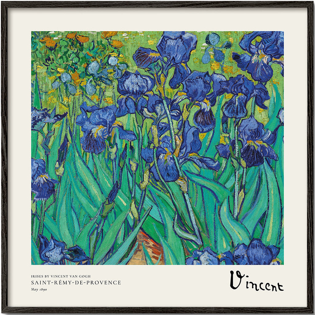 Botanisk poster med blå irisar